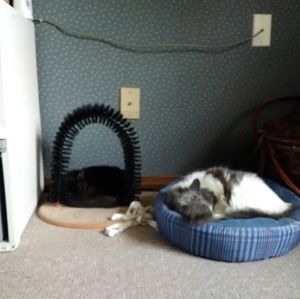 Meet your Posher, Carol